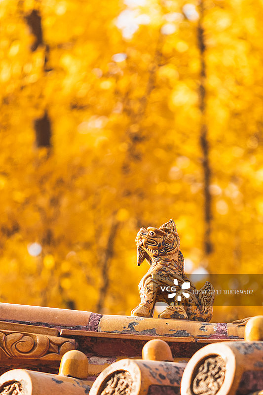 故宫宫殿屋檐上的神兽，和银杏搭配，形成了故宫最美的的秋天图片素材