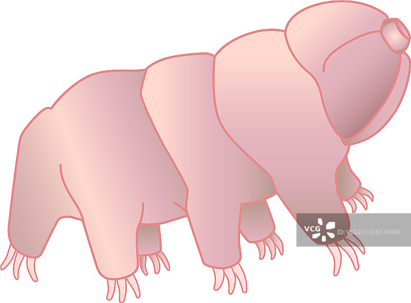 缓步动物全彩图图片素材