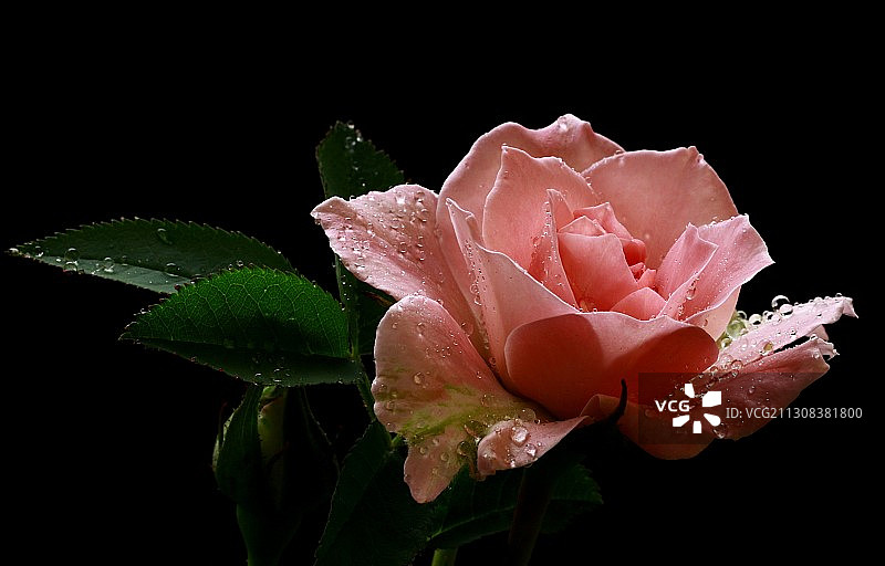 黑色背景上的粉色湿玫瑰特写图片素材