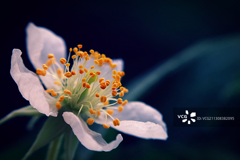黑色背景下的白色花朵特写图片素材