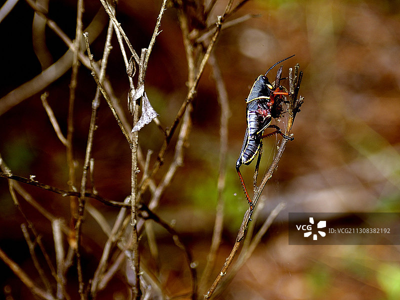 蜘蛛网上的蜘蛛特写图片素材