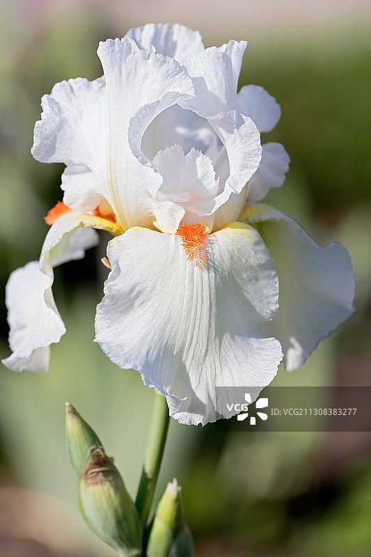 特写的白色开花植物图片素材