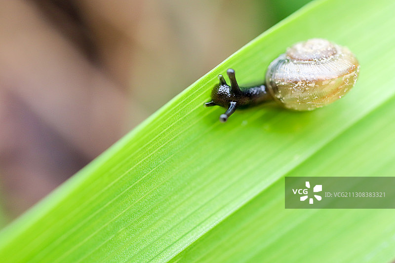 叶子上的蜗牛特写图片素材