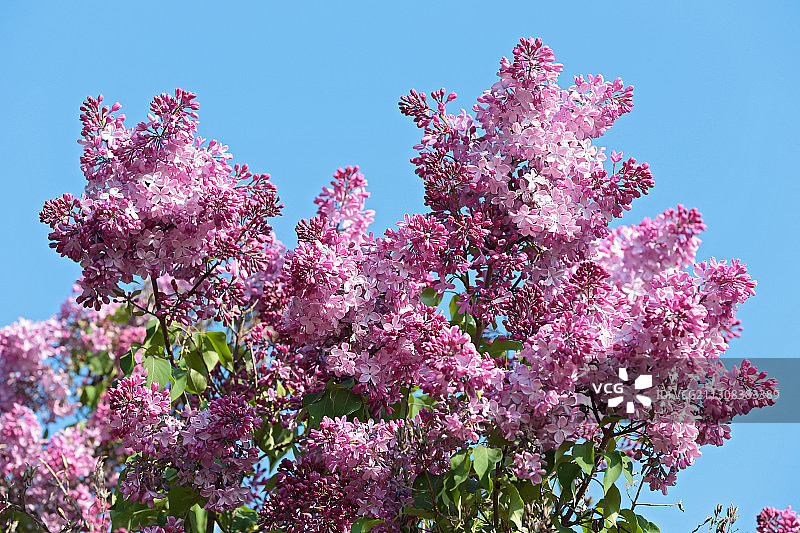 仰视蓝天下盛开的粉色樱花图片素材