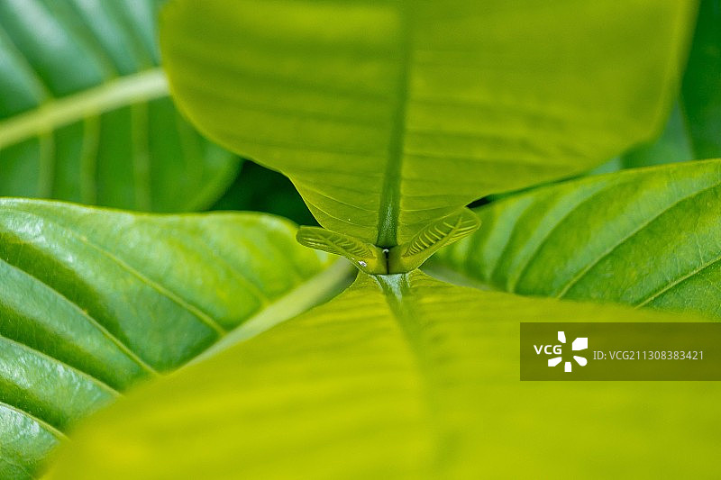 绿叶特写，喀麦隆杜阿拉图片素材