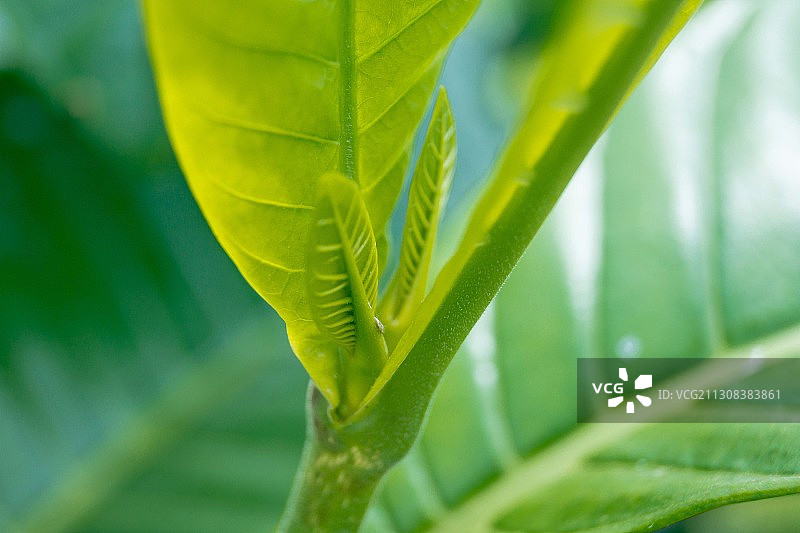 绿叶特写，喀麦隆杜阿拉图片素材