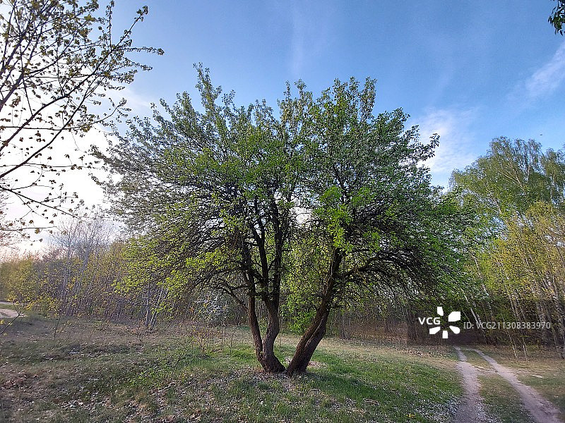 田野上的树木映衬着天空图片素材