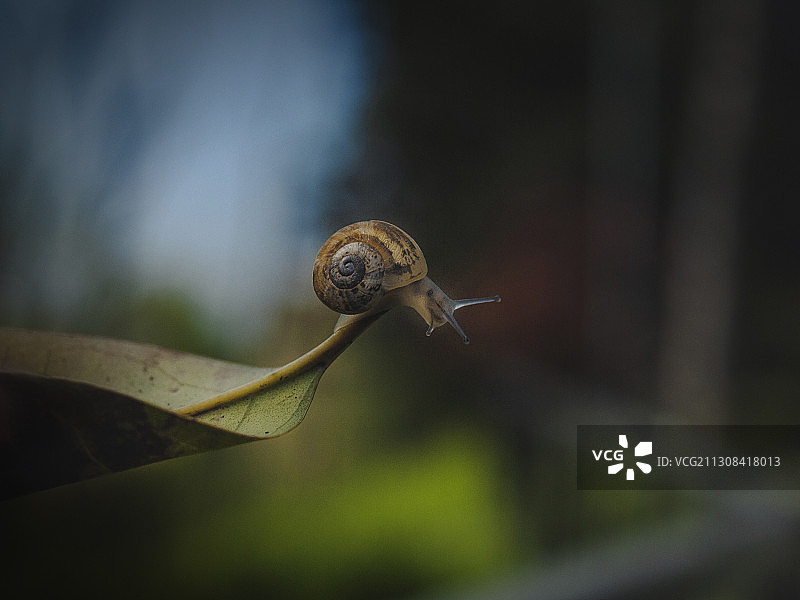 叶子上的蜗牛特写图片素材