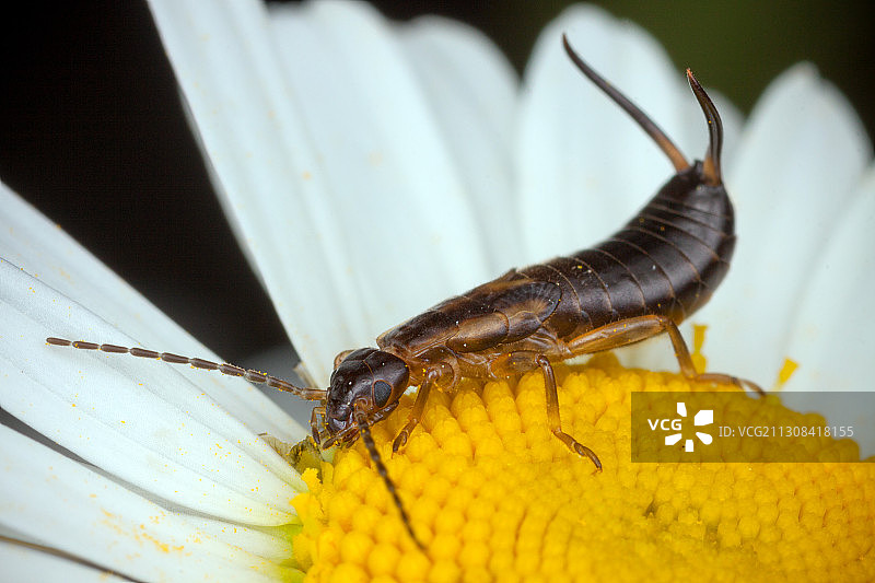 昆虫在黄花上的特写图片素材