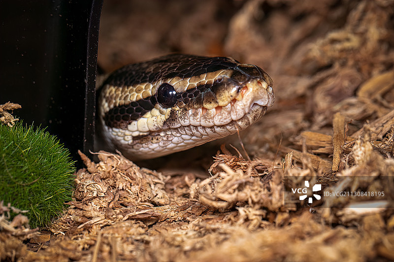 田野上的蛇特写图片素材