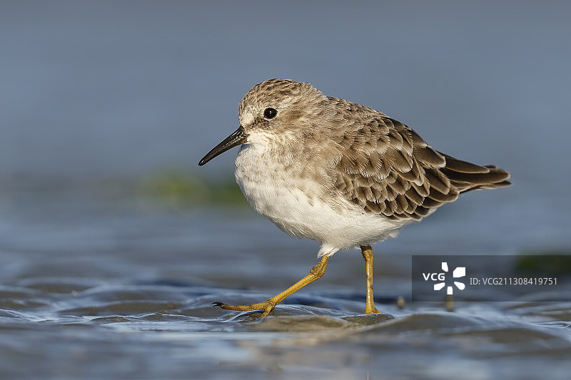 鹬在海中栖息的特写，美国海沃德地区海岸线图片素材