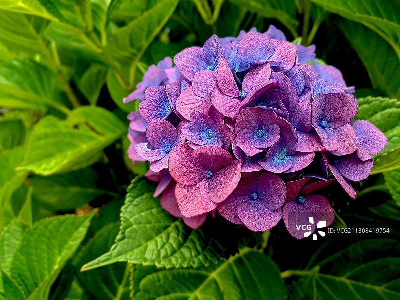 紫色绣球花特写，美国康涅狄格州图片素材