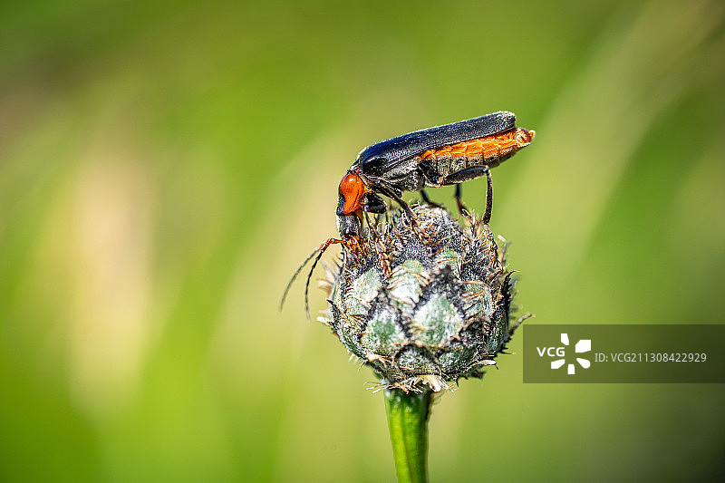 瑞士帕耶讷植物上的昆虫特写图片素材