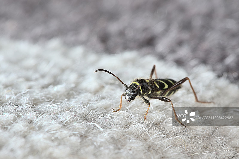 在英国伍斯特郡莫尔文的毛毯上的昆虫特写图片素材