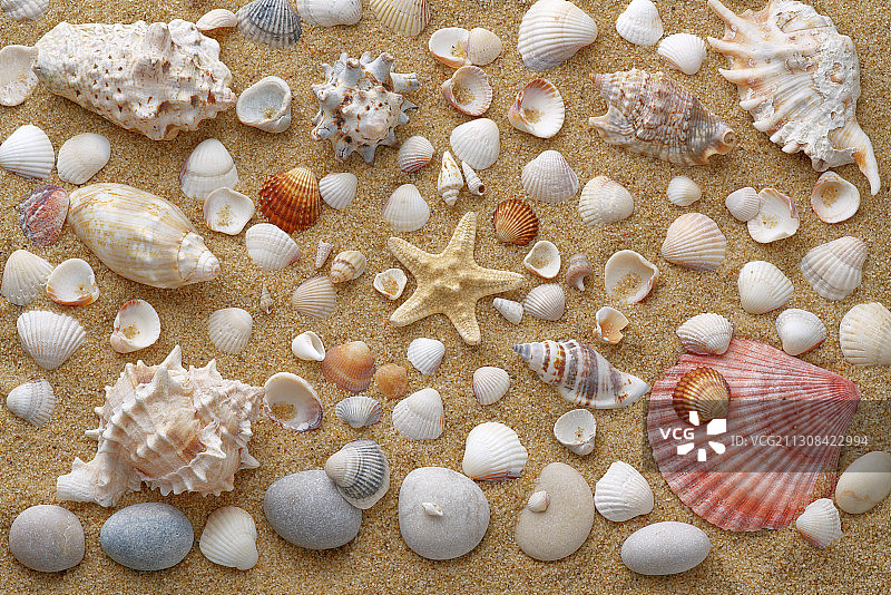 沙滩上贝壳的特写图片素材