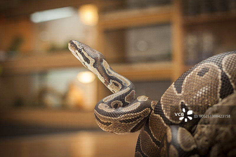 蟒蛇特写图片素材