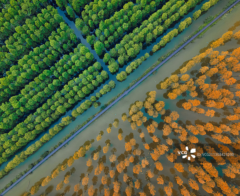 武汉涨渡湖水上森林航拍图片素材
