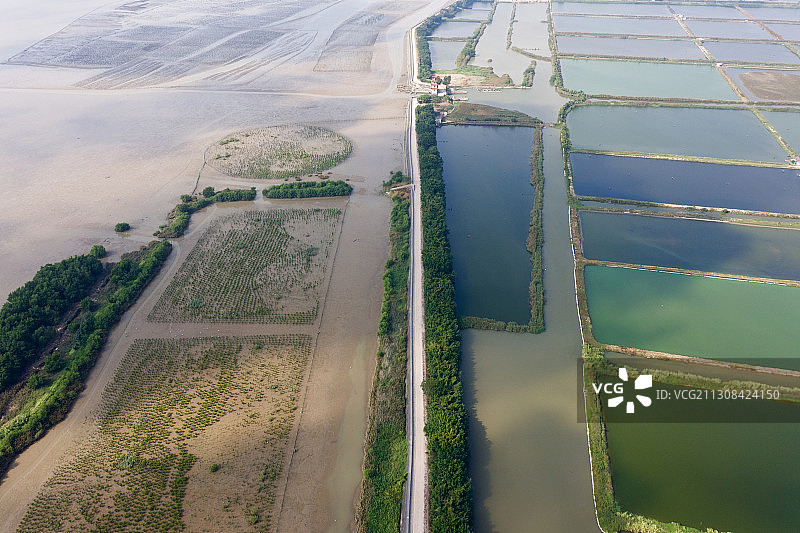 牛田洋红树林图片素材
