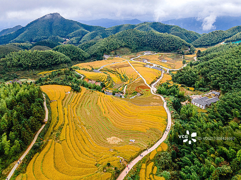 青山绿树间的金色梯田图片素材