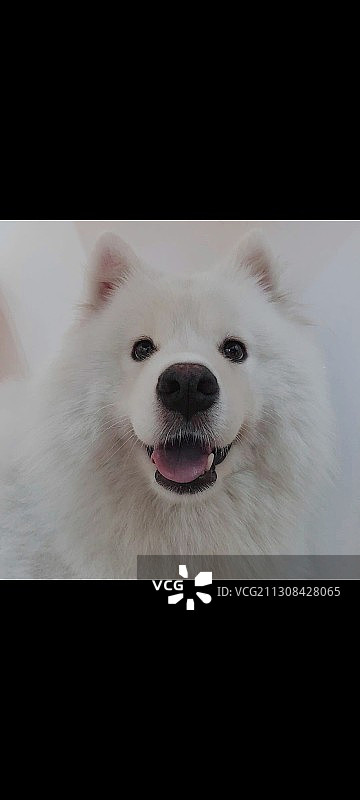 可可爱爱萨摩耶图片素材