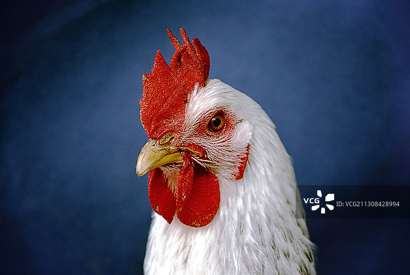 红色鸡冠图片素材