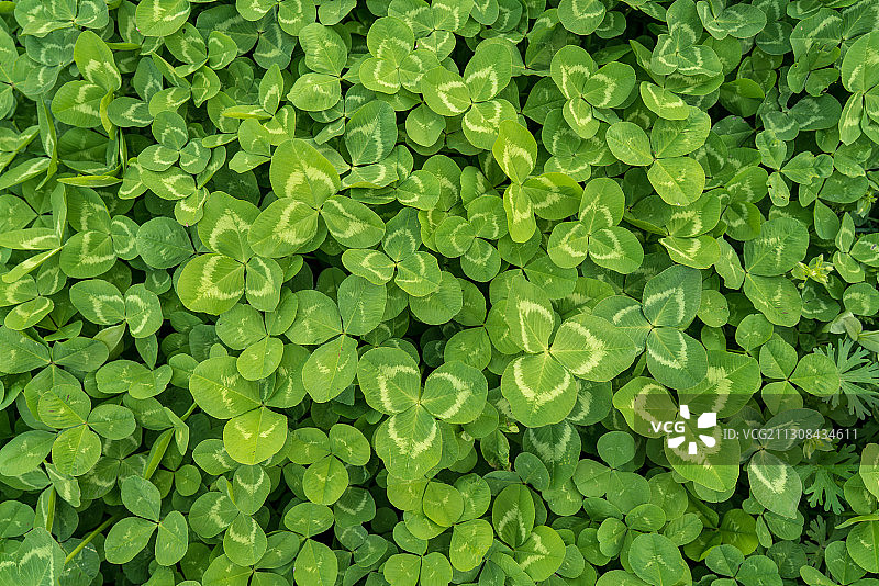 繁茂的三叶草绿叶图片素材