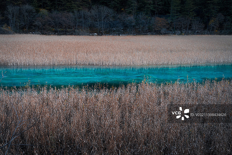 九寨沟芦苇海图片素材