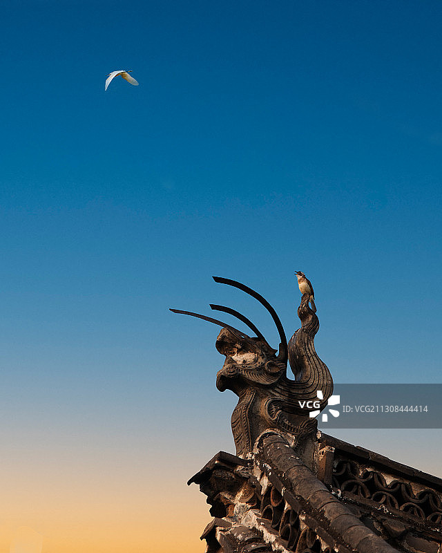 愤怒的吻兽上愤怒的麻雀与优雅地远去的苍鹭图片素材