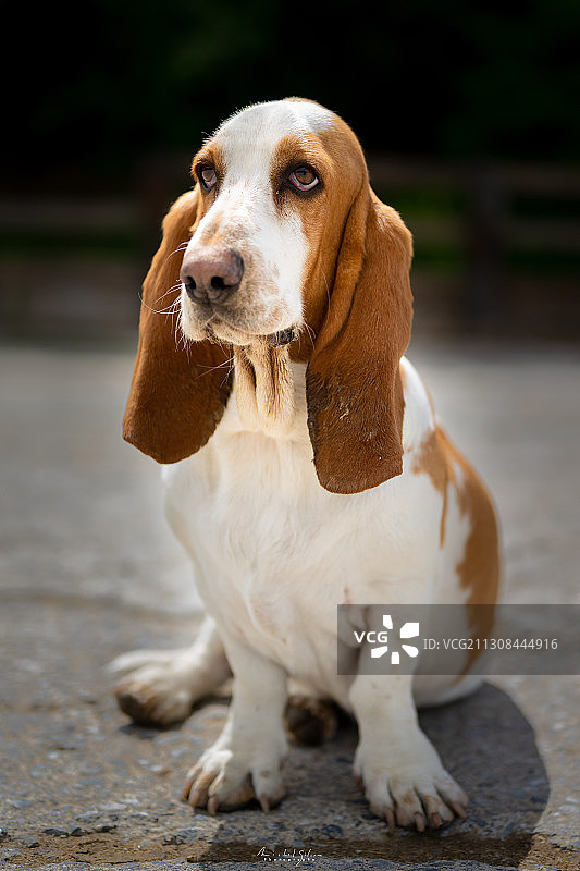 户外坐着的狗狗特写图片素材