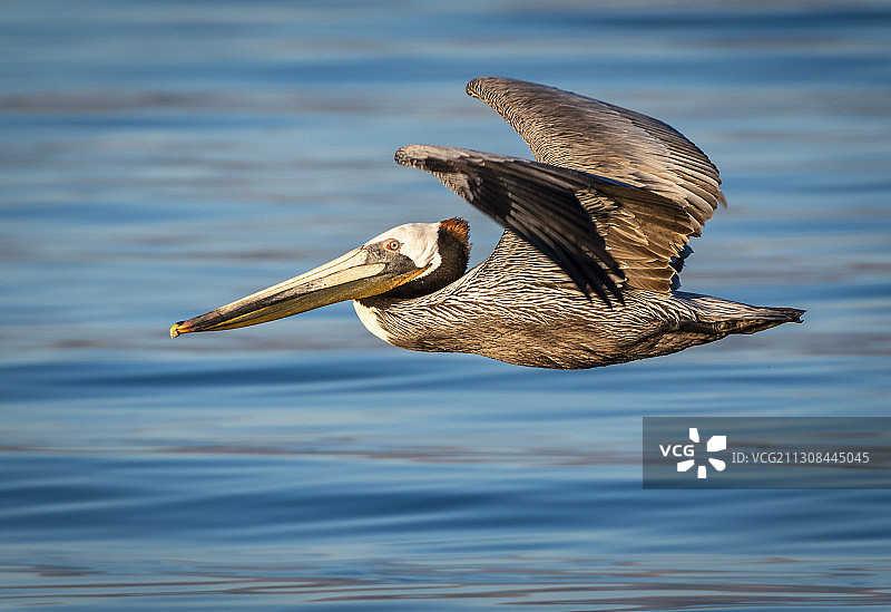 鸟类飞越美国加州索尔顿湖特写图片素材