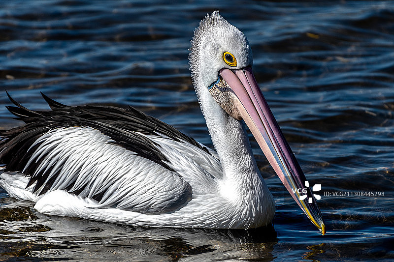棕色美洲白鹈鹕特写图片素材