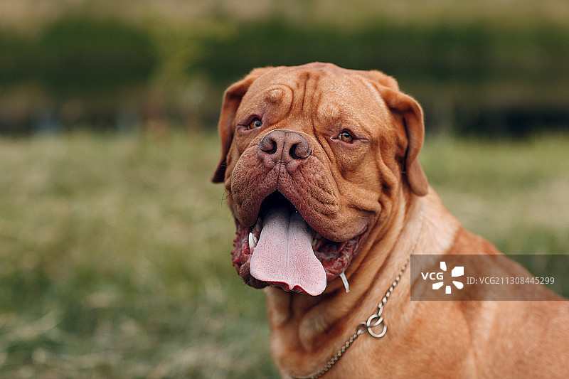 田野里的法国獒犬特写图片素材