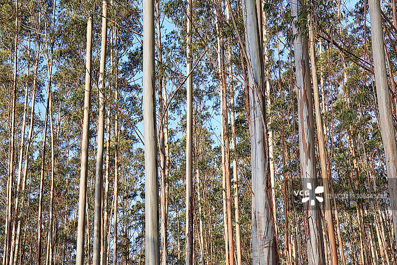 森林中仰视角度拍摄的树木，巴西图片素材
