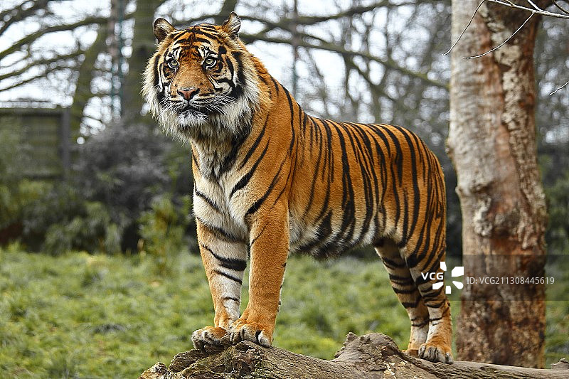 爱尔兰都柏林田野上站立的老虎肖像图片素材