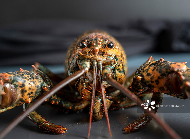 桌子上的昆虫特写图片素材