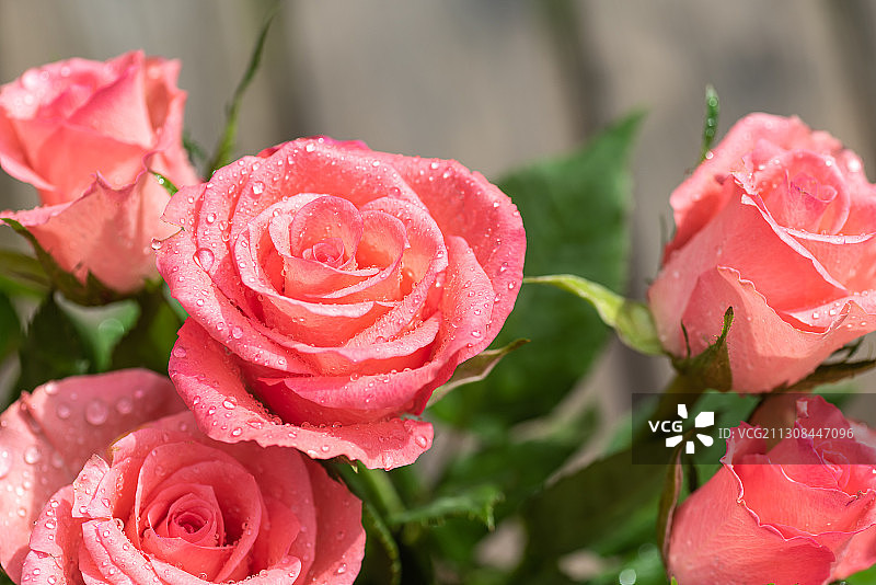 粉色玫瑰的特写图片素材