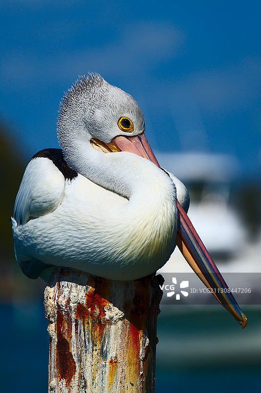 栖息在木桩上的鸟儿，曼杜拉，澳大利亚图片素材