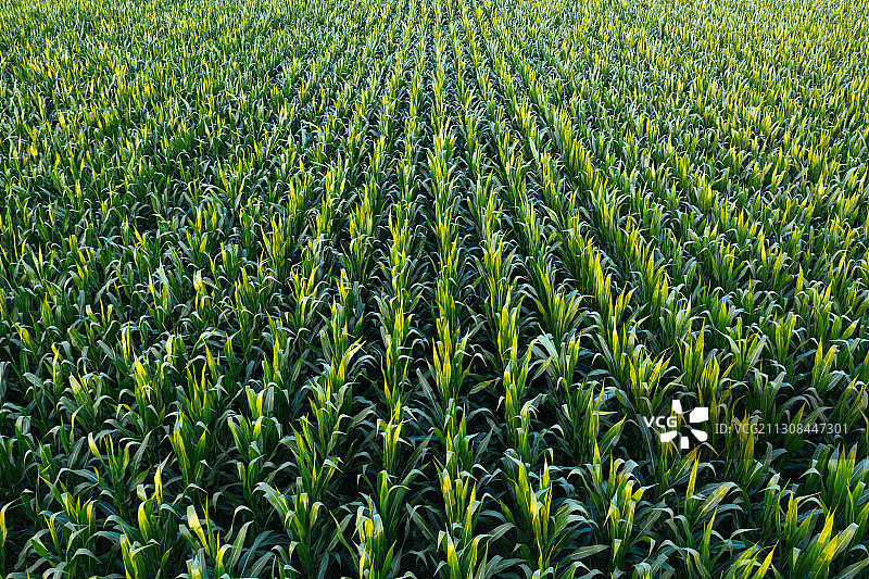 塞尔维亚玉米地的完整画面图片素材
