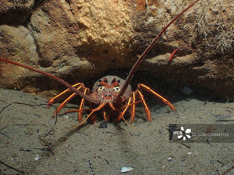 美国拉霍亚海岸海滩岩石上的螃蟹俯视图图片素材