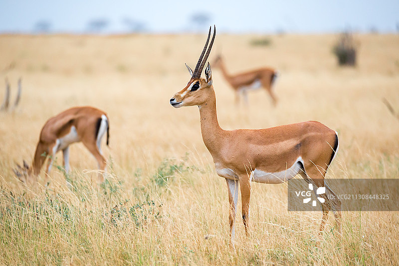 草地上站立的鹿的侧面图图片素材