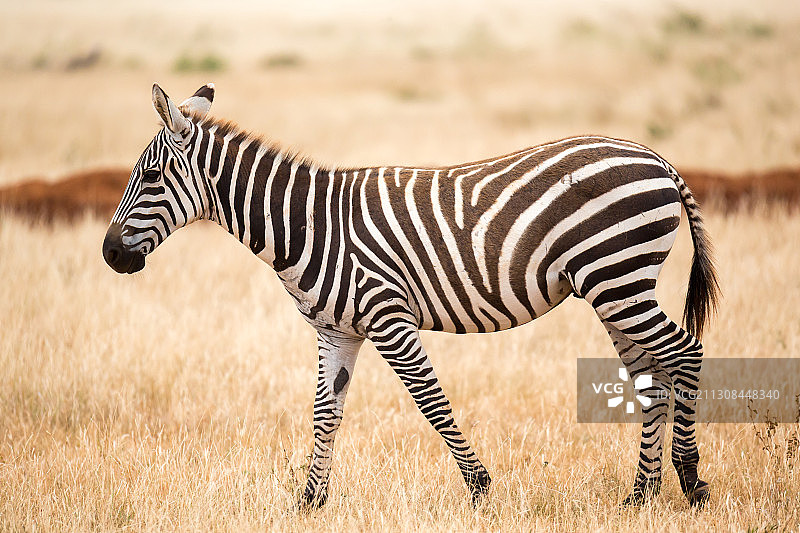 斑马站在草地侧面图片素材