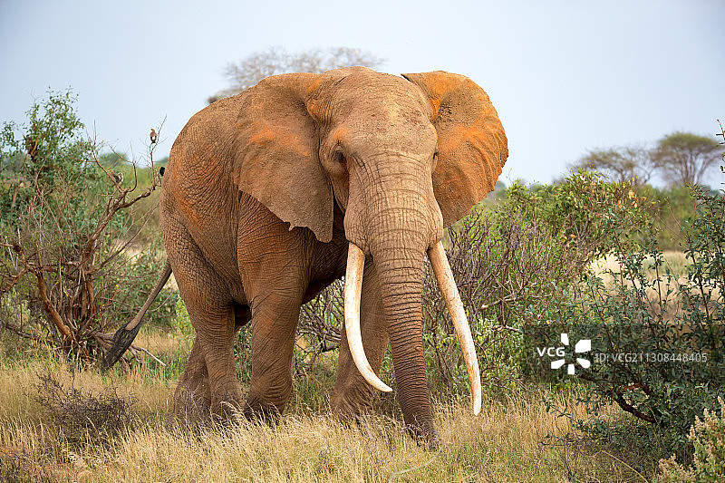 非洲平原上吃草的孤独大象图片素材