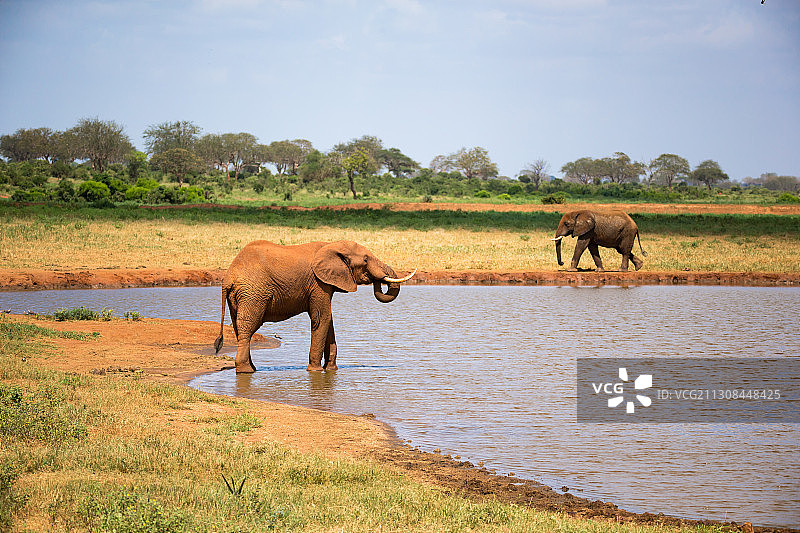 一头红色大象在水坑里喝水图片素材