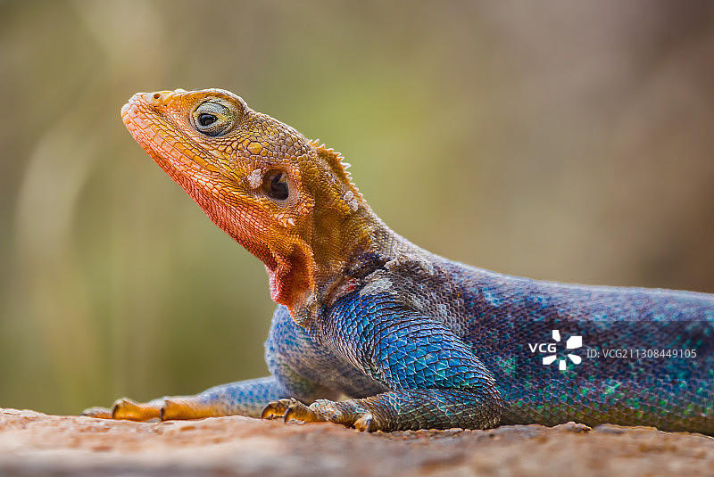 肯尼亚桑布鲁岩石上的鬣蜥特写图片素材