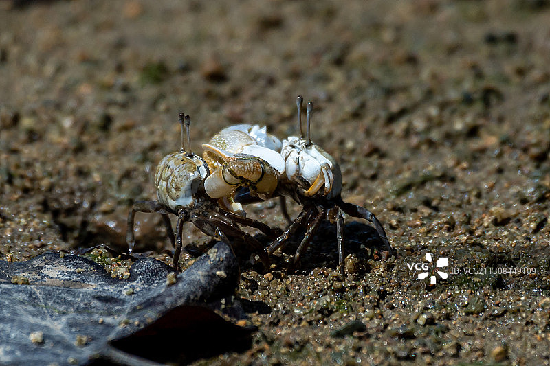 中国香港地面上的蚂蚁特写图片素材
