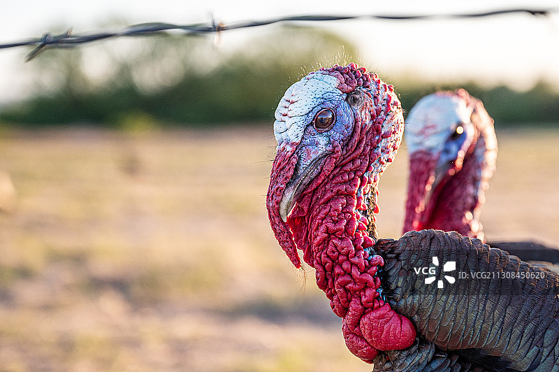 陆地上的蜥蜴特写图片素材