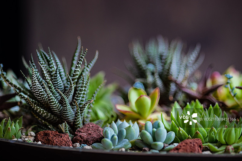 肉质植物特写图片素材