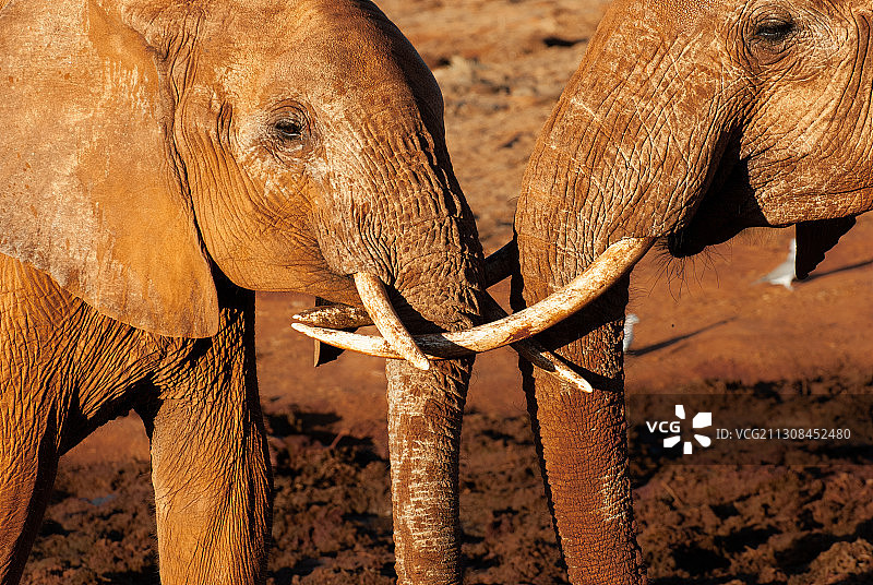 肯尼亚, 茨沃东部国家公园，大象特写图片素材