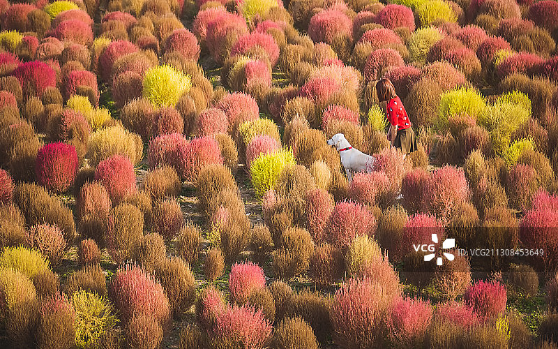 秋日地肤图片素材