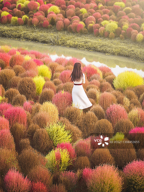 秋日地肤图片素材